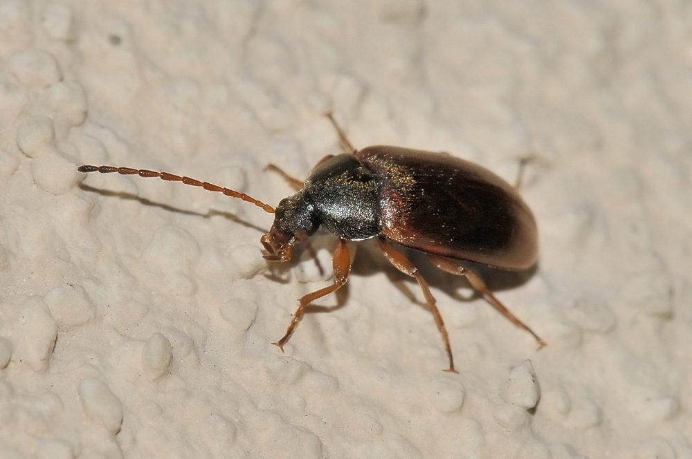 Anaspis flavipennis?  No. Isomira sp. (Tenebrionidae)
